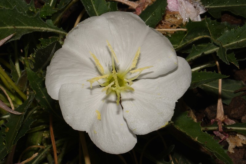 Oenothera cespitosa subsp. macroglottis photo 4