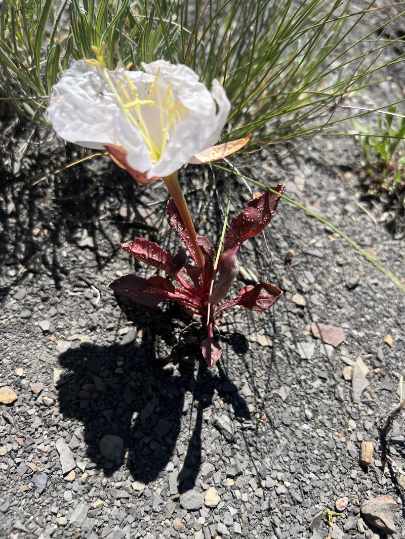 Oenothera cespitosa subsp. macroglottis photo 5