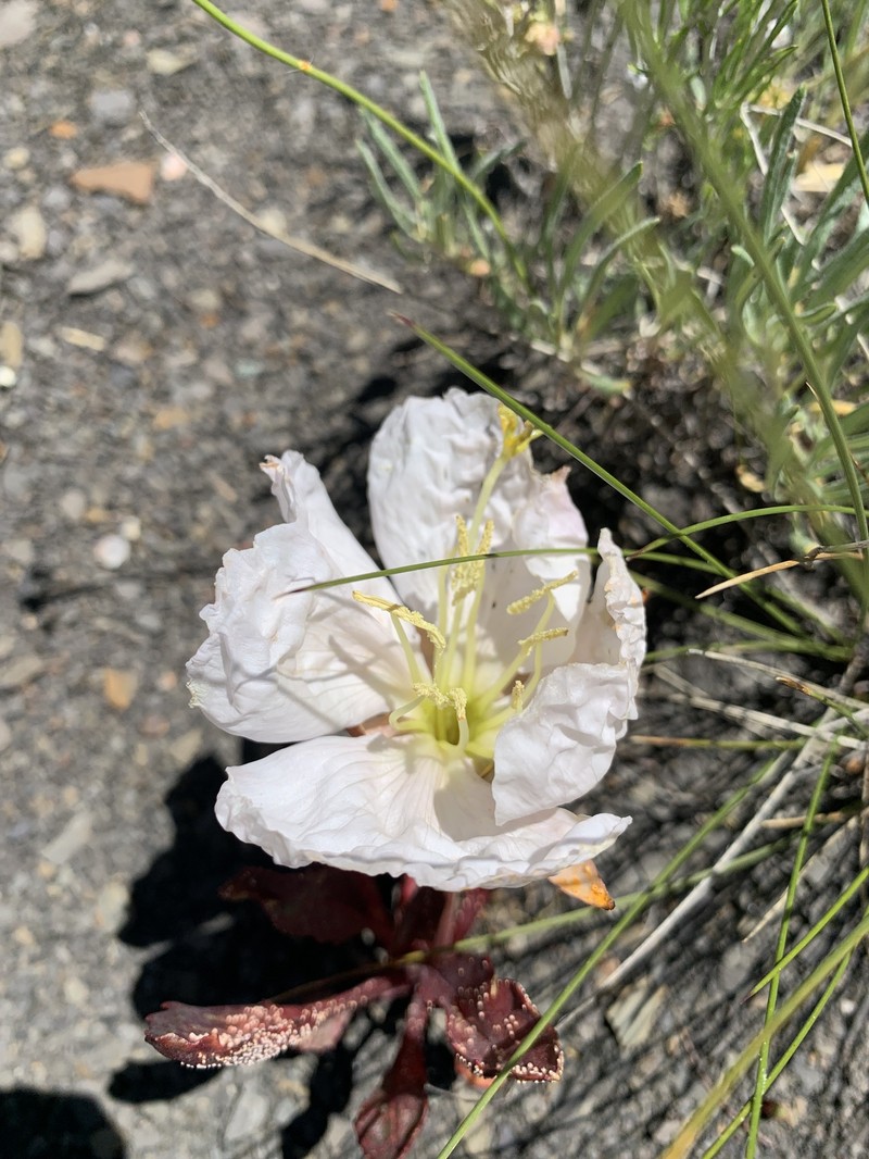 Oenothera cespitosa subsp. macroglottis photo 6