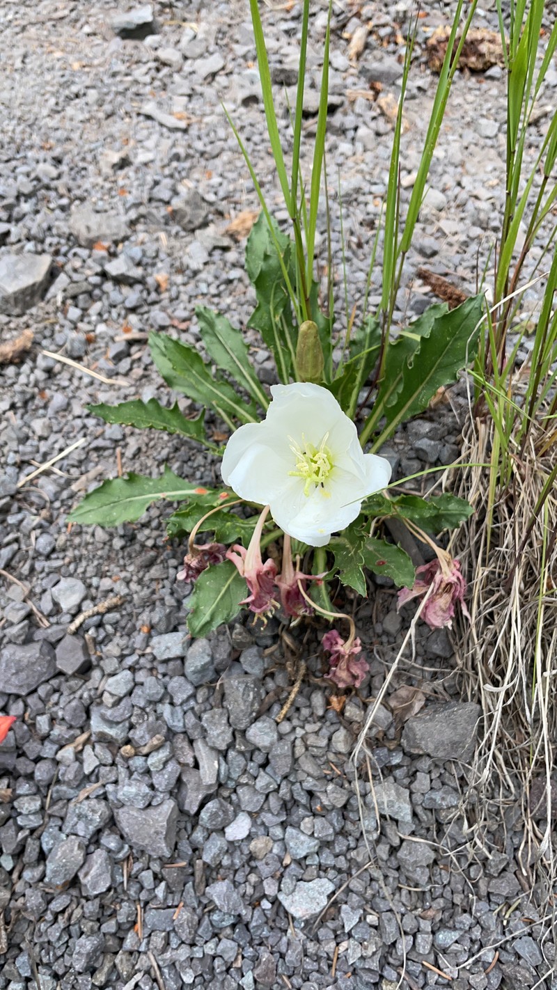 Oenothera cespitosa subsp. macroglottis photo 7