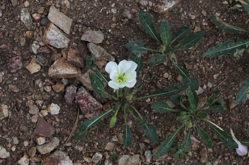 Oenothera cespitosa subsp. macroglottis photo 8