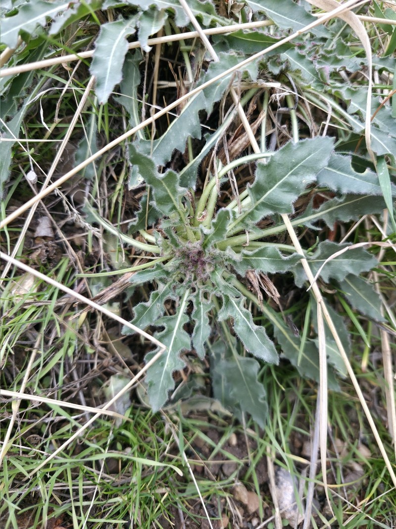 Oenothera cespitosa subsp. marginata