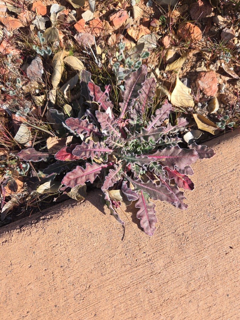 Oenothera cespitosa subsp. marginata photo 2