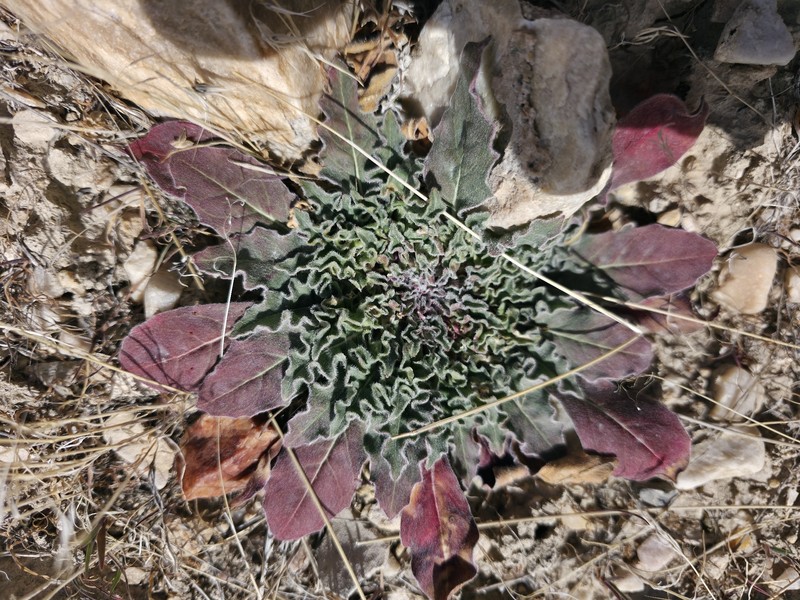 Oenothera cespitosa subsp. marginata photo 3