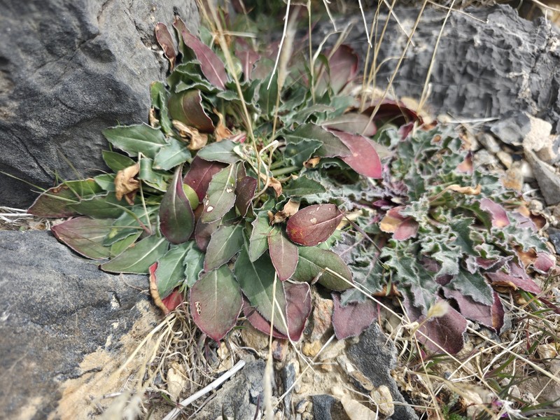 Oenothera cespitosa subsp. marginata photo 4