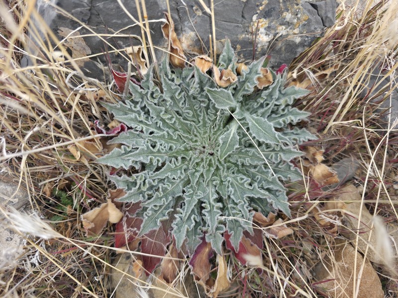 Oenothera cespitosa subsp. marginata photo 5