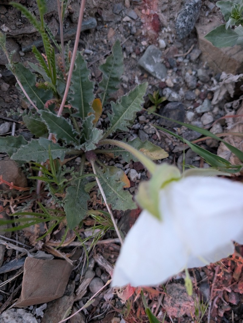 Oenothera cespitosa subsp. marginata photo 6