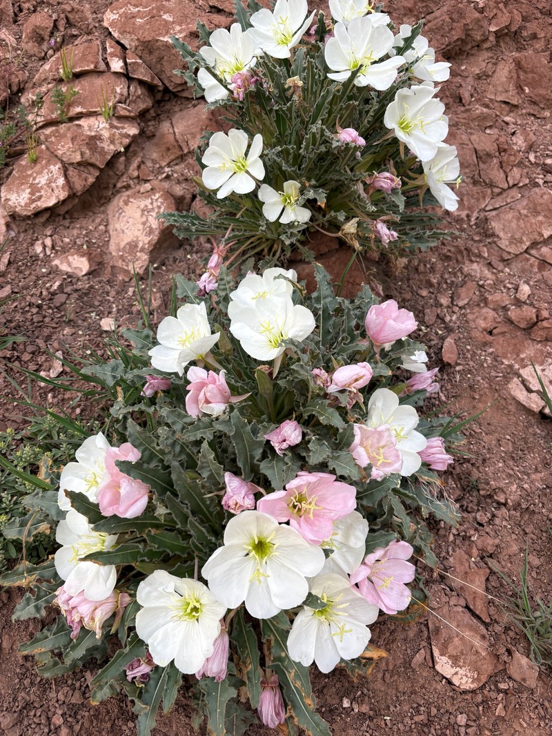 Oenothera cespitosa subsp. marginata photo 7