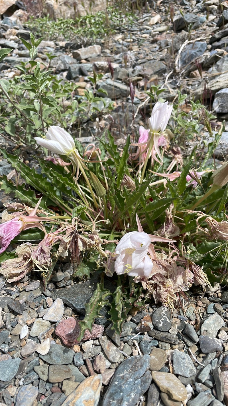 Oenothera cespitosa subsp. marginata photo 8