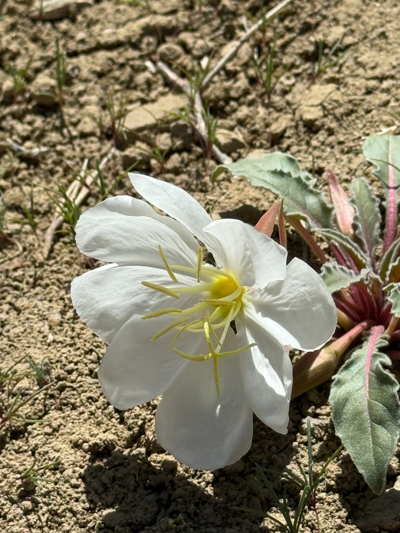 Oenothera cespitosa subsp. navajoensis