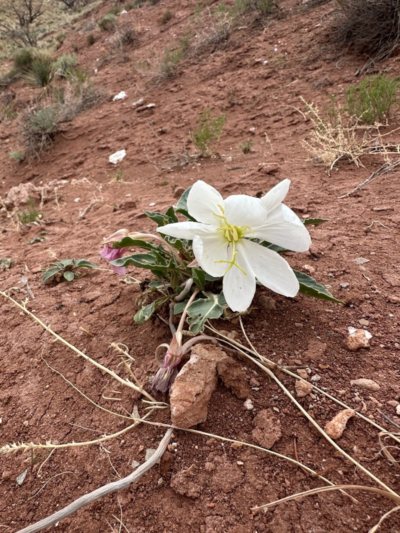 Oenothera cespitosa subsp. navajoensis photo 2