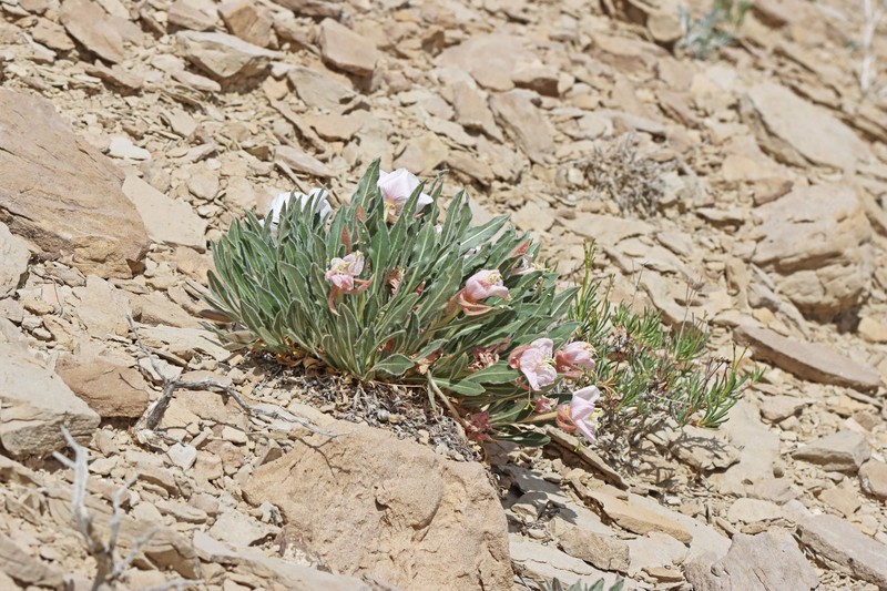 Oenothera cespitosa subsp. navajoensis photo 3