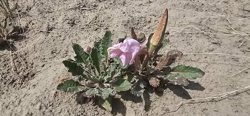 Oenothera cespitosa subsp. navajoensis photo 4