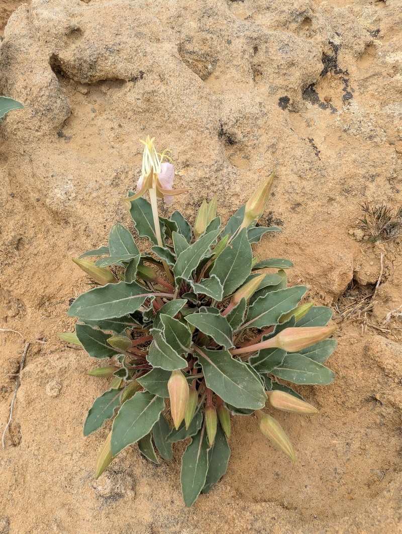 Oenothera cespitosa subsp. navajoensis photo 5