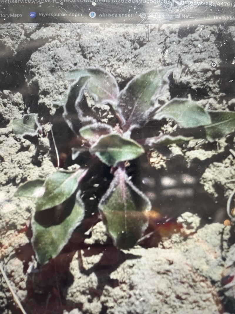 Oenothera cespitosa subsp. navajoensis photo 6