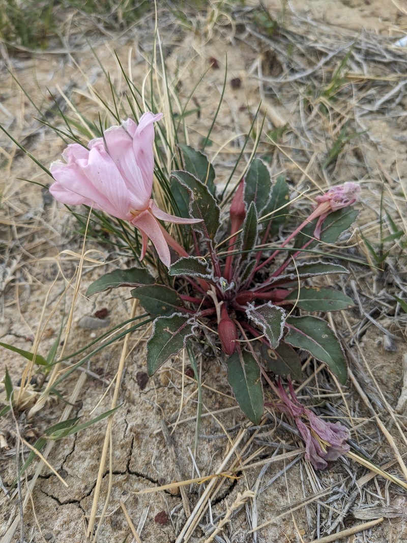 Oenothera cespitosa subsp. navajoensis photo 7