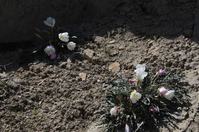 Oenothera cespitosa subsp. navajoensis photo 8