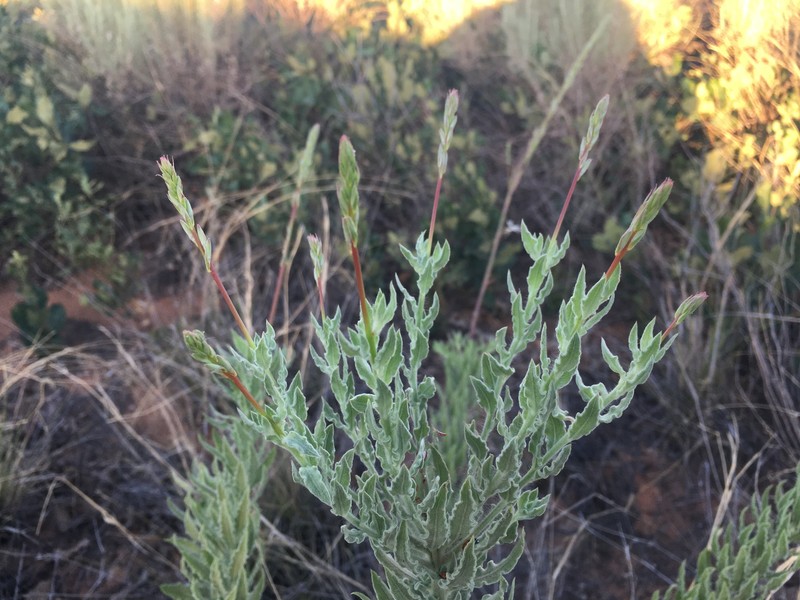 High-Plains Beeblossom photo 6