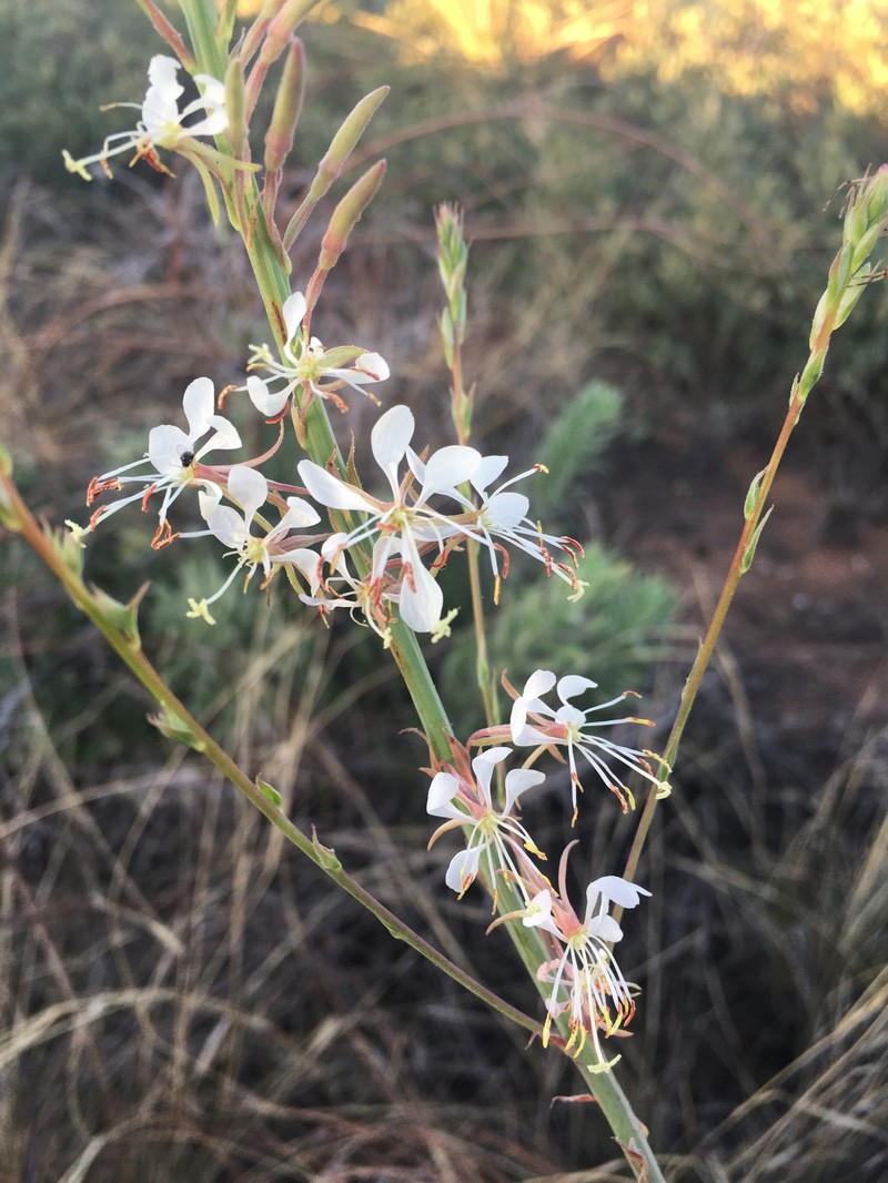 High-Plains Beeblossom