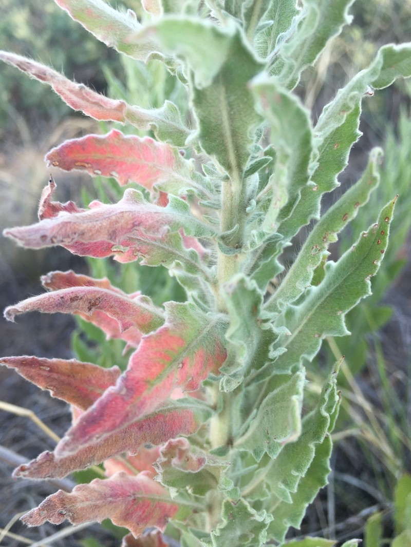 High-Plains Beeblossom photo 3