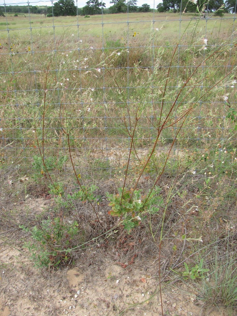 High-Plains Beeblossom photo 5