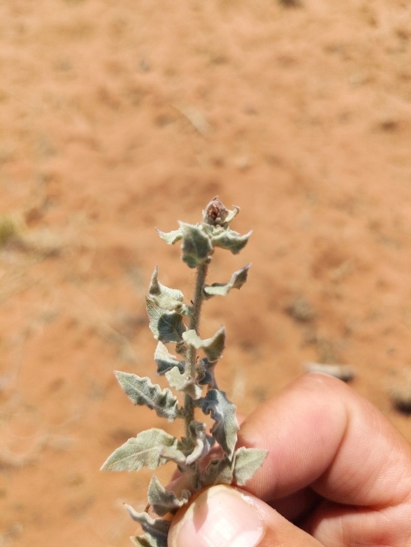 High-Plains Beeblossom photo 6