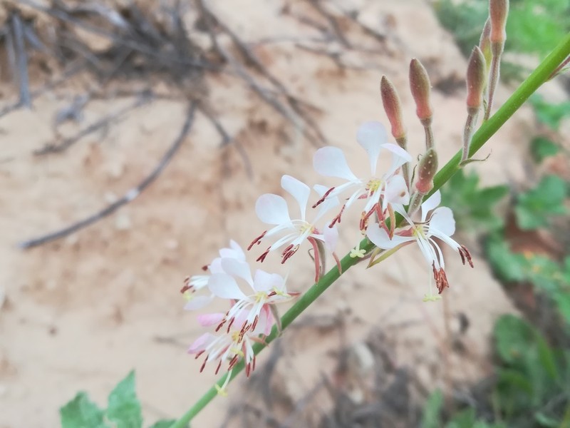 High-Plains Beeblossom photo 7