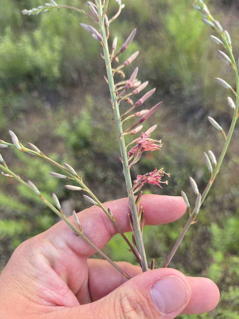 High-Plains Beeblossom photo 8
