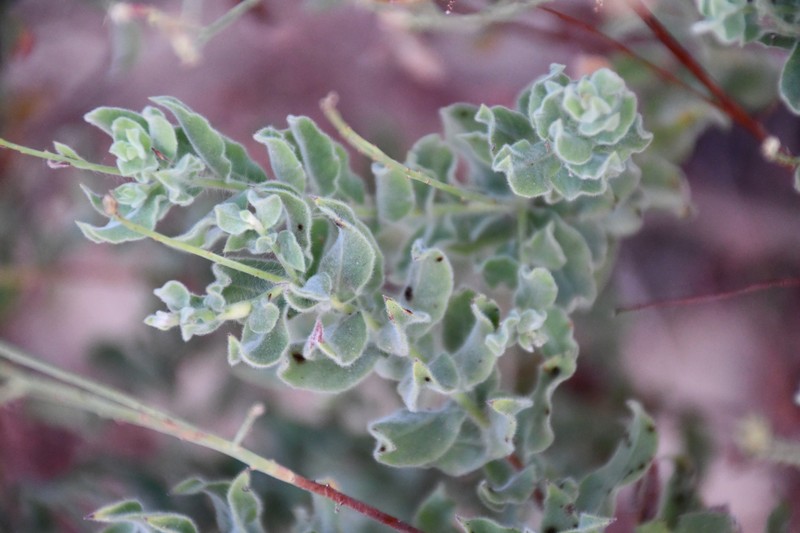 Oenothera cinerea subsp. cinerea