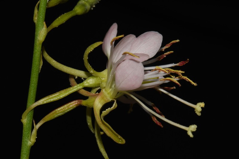 Oenothera cinerea subsp. cinerea photo 2