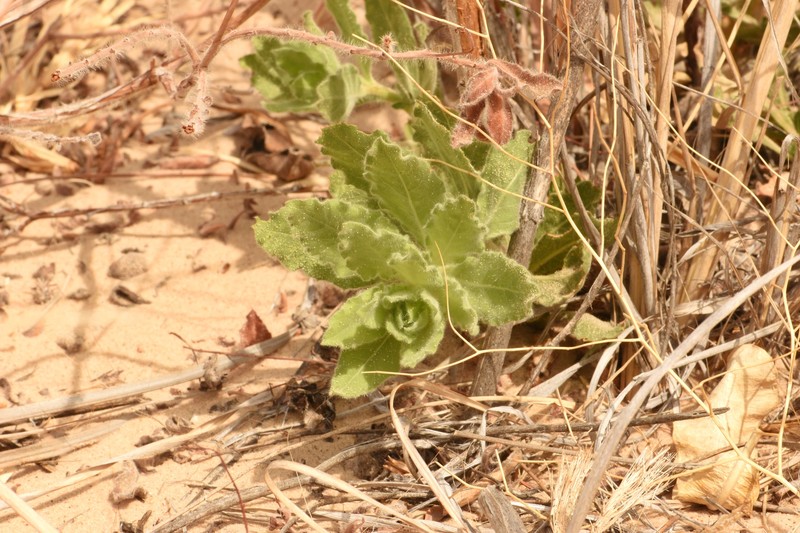 Oenothera cinerea subsp. cinerea photo 4
