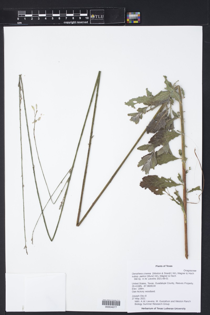 Oenothera cinerea subsp. parksii photo 4