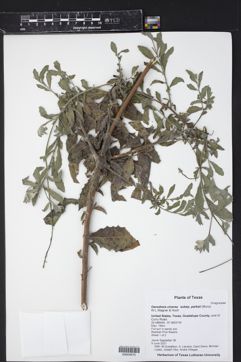 Oenothera cinerea subsp. parksii photo 5