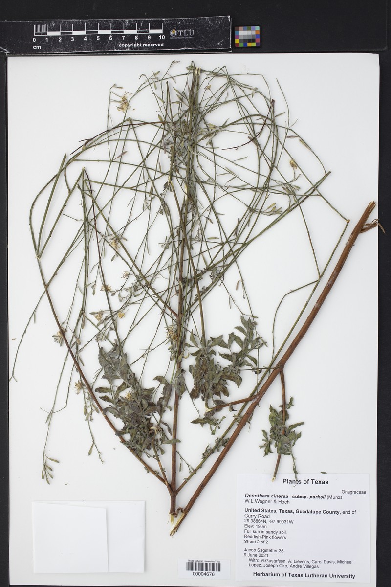 Oenothera cinerea subsp. parksii photo 6