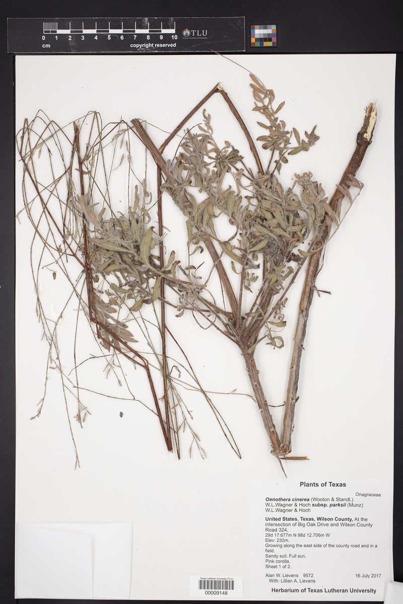 Oenothera cinerea subsp. parksii photo 7
