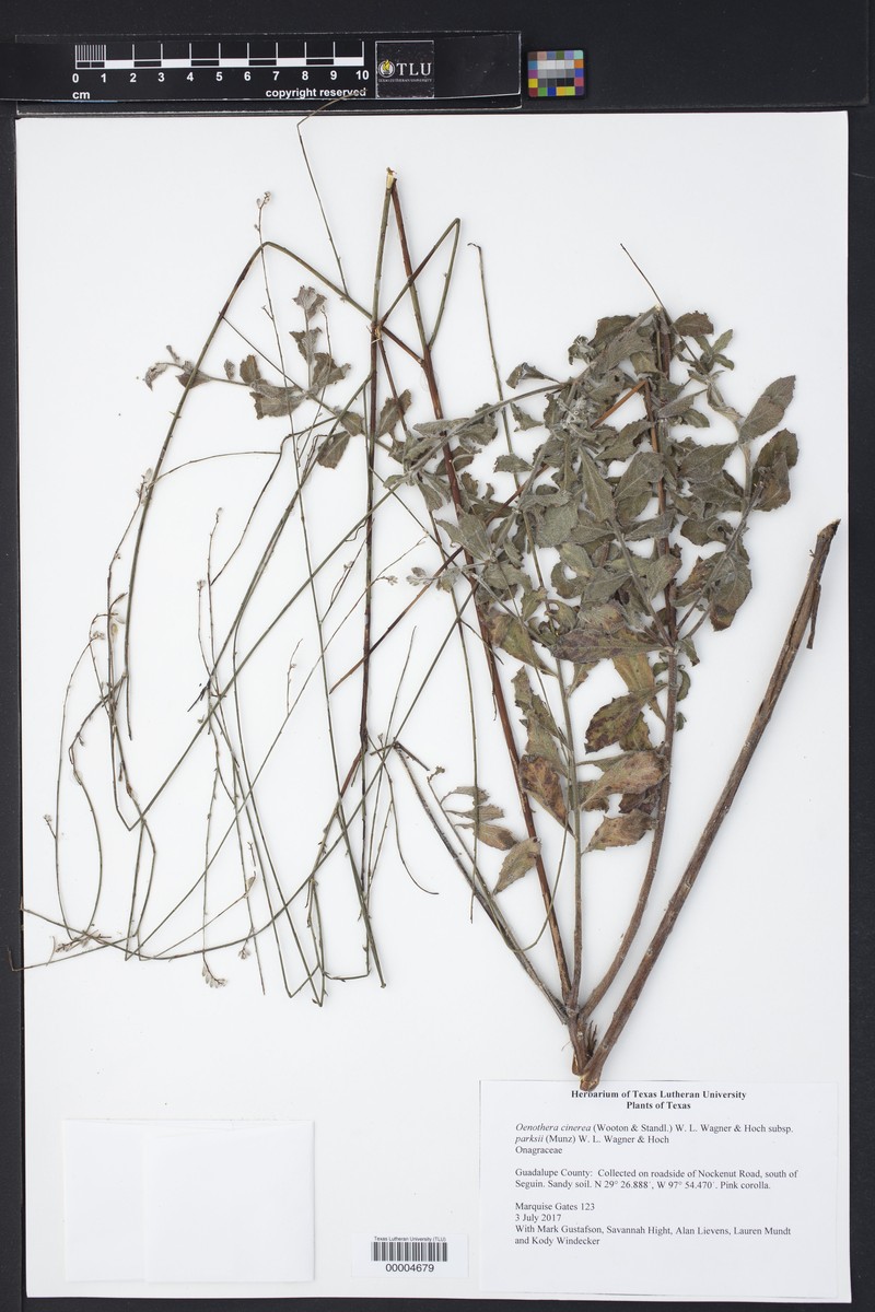 Oenothera cinerea subsp. parksii photo 8
