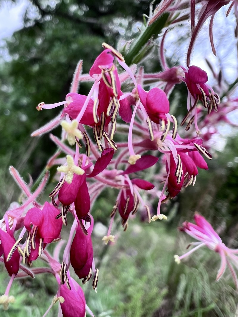 Oenothera cinerea subsp. parksii