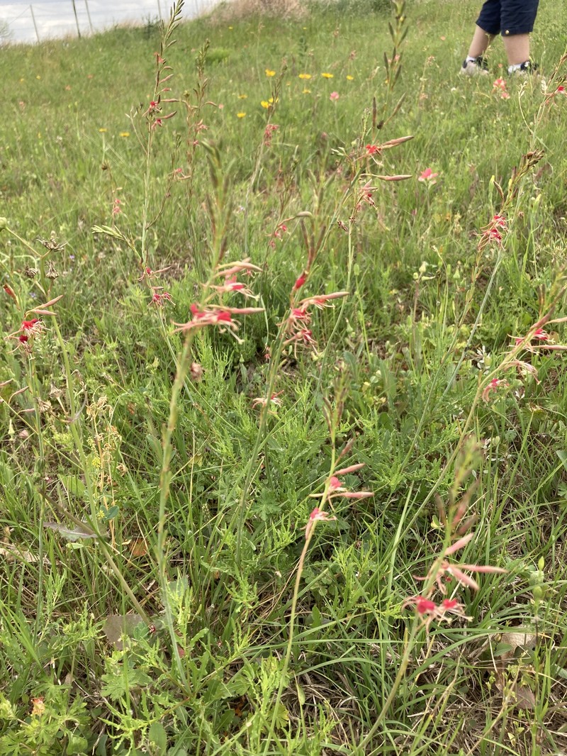 Oenothera cinerea subsp. parksii photo 2