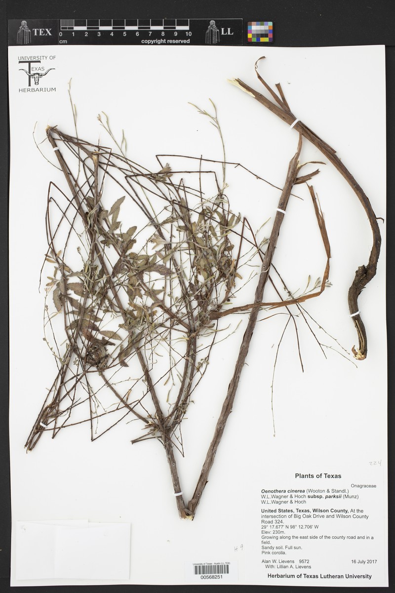 Oenothera cinerea subsp. parksii photo 3