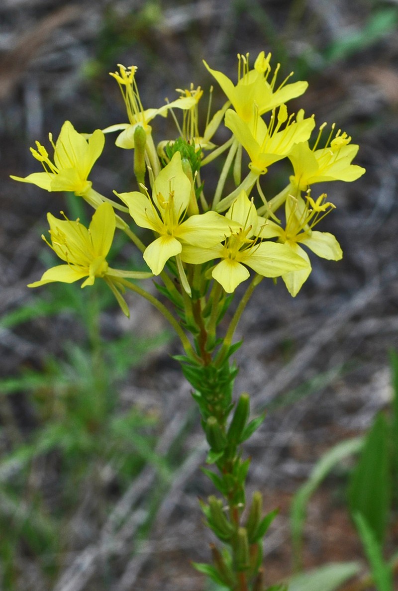 Cleland's Evening Primrose