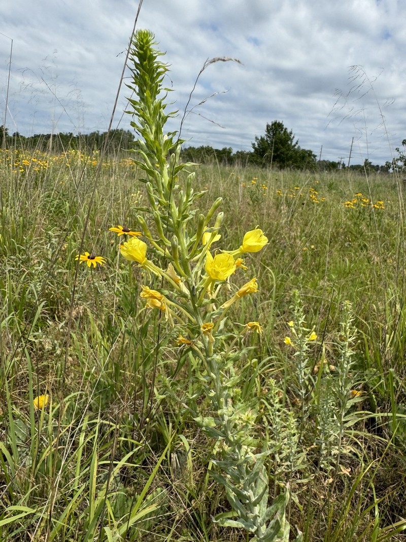 Cleland's Evening Primrose
