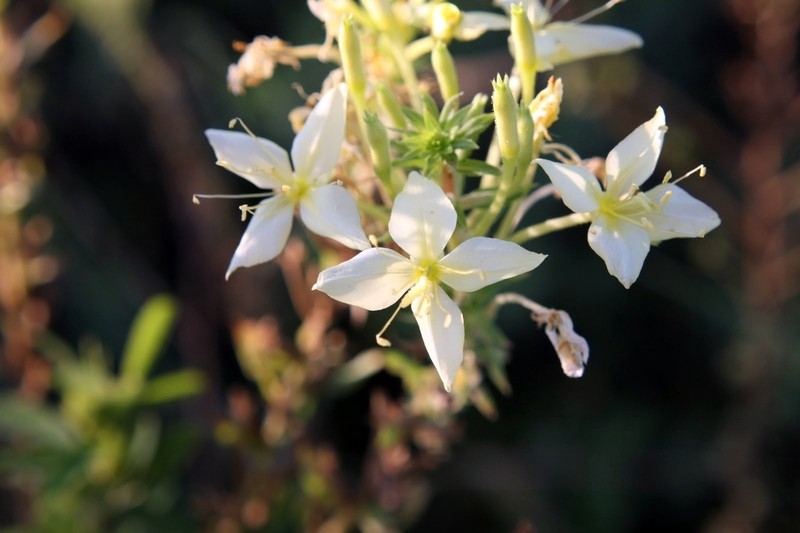 Cleland's Evening Primrose photo 2