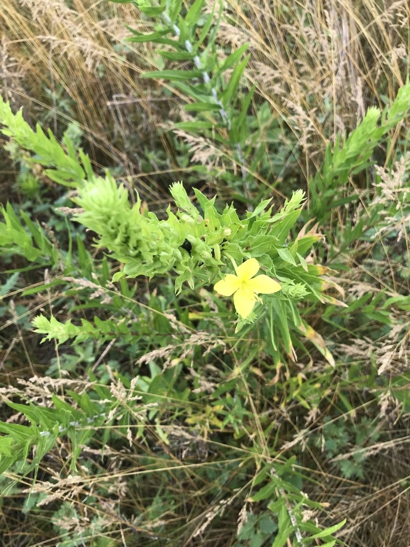 Cleland's Evening Primrose photo 3
