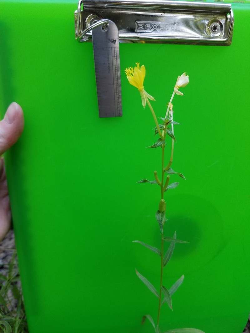Cleland's Evening Primrose photo 4