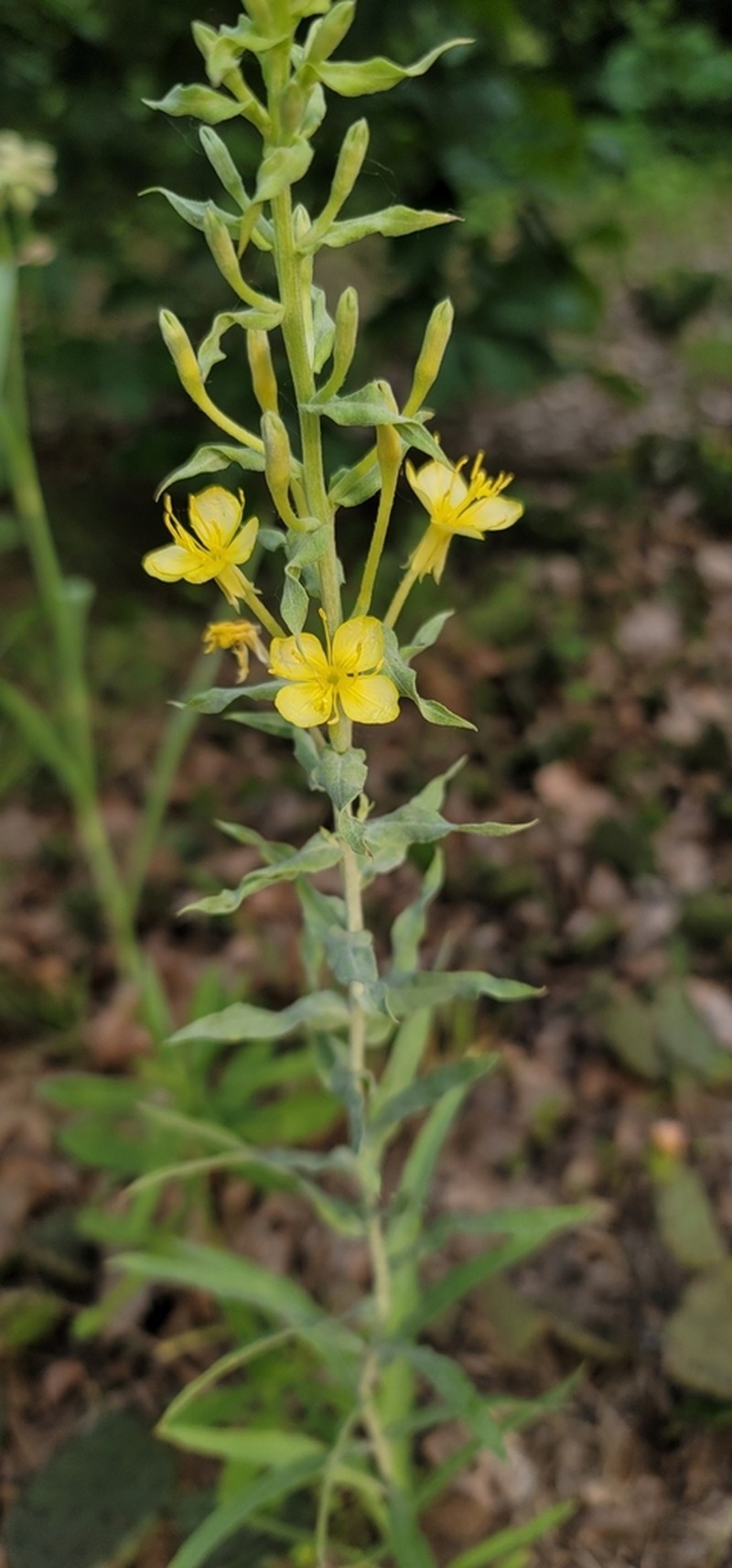 Cleland's Evening Primrose photo 5
