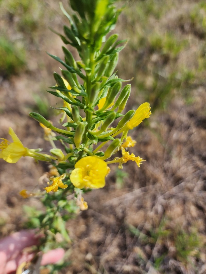 Cleland's Evening Primrose photo 6