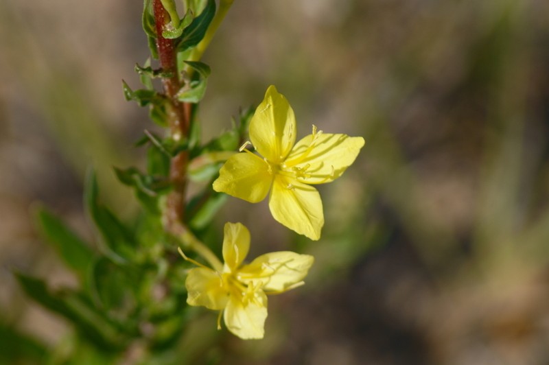 Cleland's Evening Primrose photo 7