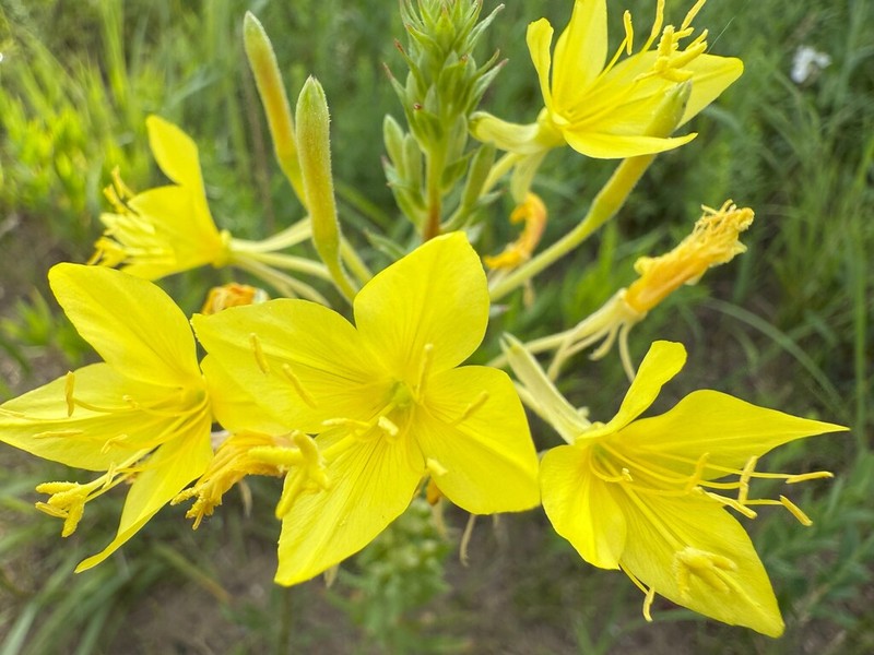 Cleland's Evening Primrose photo 8