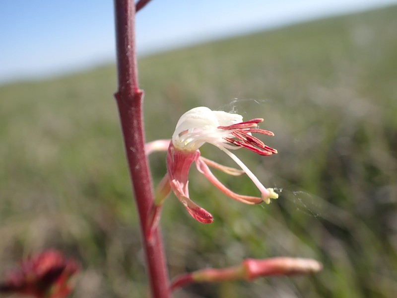 Colorado Beeblossom