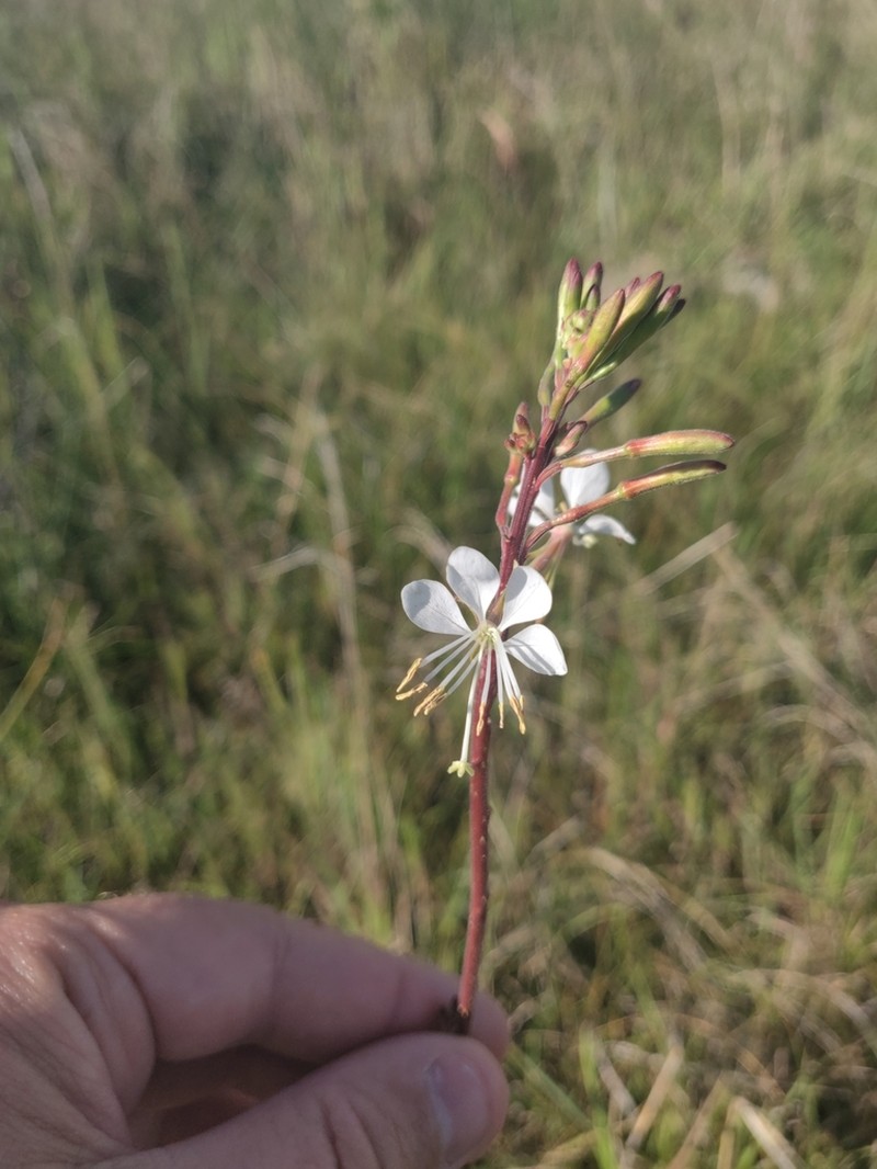 Colorado Beeblossom photo 2